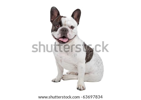 French Bulldog isolated on a white background