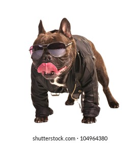 french bulldog in leather biker jacket isolated on white