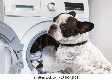 French Bulldog Loading Dirty Laundry To The Electric Washer