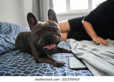 French bulldog looking at the camera while feeling pleasant emotions near his female owner - Powered by Shutterstock