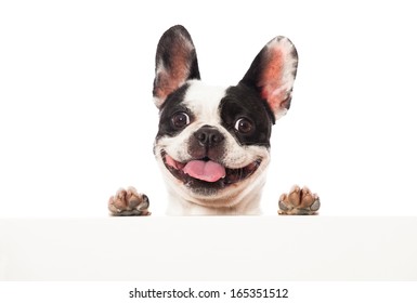 French bulldog looking over a board