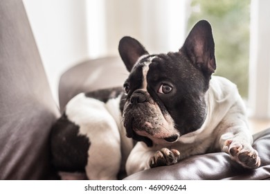 French bulldog looking suspiciously on a leather couch