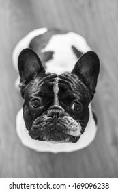 French bulldog looking up, black and white