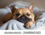 French bulldog lying comfortably and happy