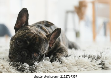 French Bulldog Lying Down On The Carpet.