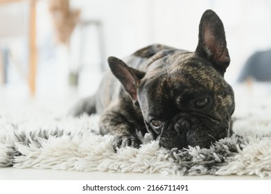 French Bulldog Lying Down On The Carpet.