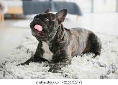 French Bulldog Lying Down On The Carpet.