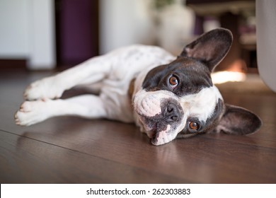 French Bulldog Lying Down On The Floor