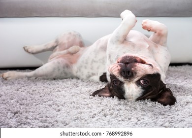 French Bulldog Lying Down On The Carpet