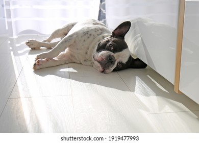 French Bulldog Lying Down In Sunny Living Room