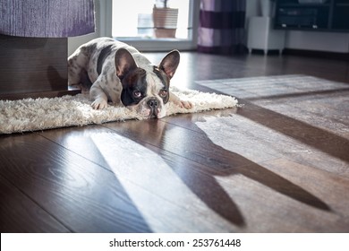 French Bulldog Lying Down In Sunny Living Room