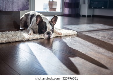 French Bulldog Lying Down In Sunny Living Room