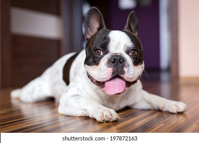 French Bulldog Lying Down Tired After Walk