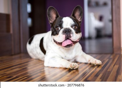 French Bulldog Lying Down Tired After Walk