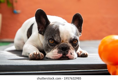 French Bulldog Lying On An Exercise Mat Outside The Home. With Halter And Orange Background