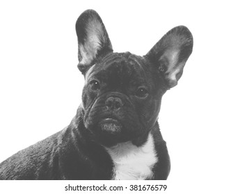 A French Bulldog Mugshot. Image Taken In A Studio And The Image Has A Vintage Effect Applied.