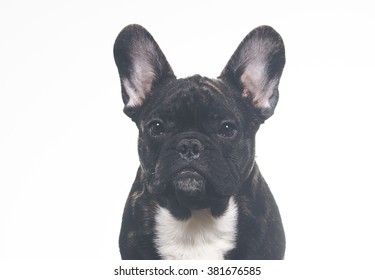 A French Bulldog Mugshot. Image Taken In A Studio And The Image Has A Vintage Effect Applied.