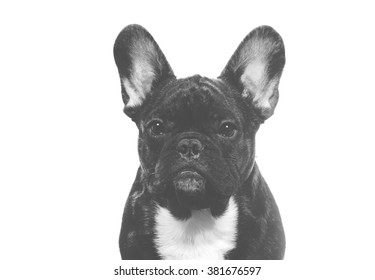 A French Bulldog Mugshot. Image Taken In A Studio And The Image Has A Vintage Effect Applied.