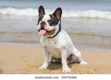 French bulldog on the beach
