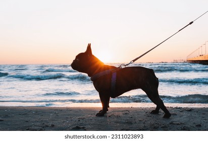 French bulldog on the beach at sunrise - Shutterstock ID 2311023893