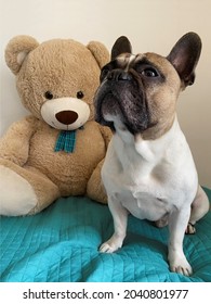 French bulldog on the bed with a big Teddy Bear, friendship concept, white background - Shutterstock ID 2040801977