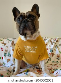 French bulldog on the bed wearing a yellow t-shirt, spoiled dog concept - Shutterstock ID 2040802001
