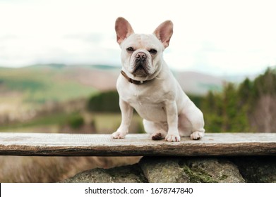 French bulldog on a bench - Powered by Shutterstock