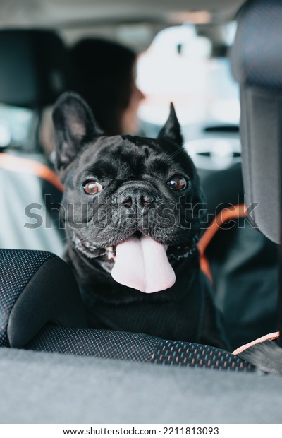 French bulldog on\
car window happy showing big tongue, fun dog concept.Purebred\
French outdoors on a sunny afternoon. Dog enjoying outside. A happy\
day for the new member
