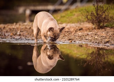 French Bulldog On The Edge Of A Lake Looks At His Reflection In The Shallow Water. Purebred Dog At The Water's Edge With Light Brown Fur. Portrait Of A Dog