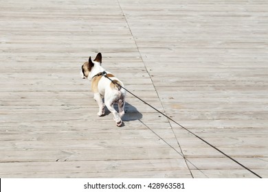 French Bulldog On A Leash. Dog Is Walking Near The Sea And Lead. Owner Follow Their Dog.