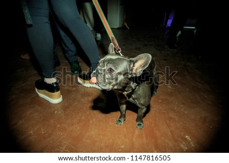 French bulldog on a leash indoors at a party