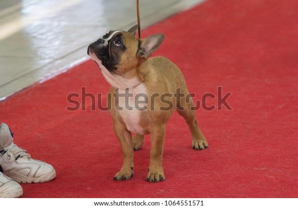 63+ French Bulldog Dog Show Category