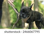 French bulldog on a walk. The dog is chewing a stick. Bulldog dark coat color. Pet. Dog is a human best friend. Young dog in a harness. French bulldog plays with a stick