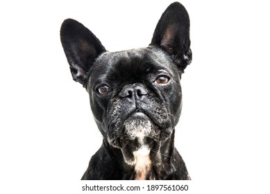 French Bulldog On White Background