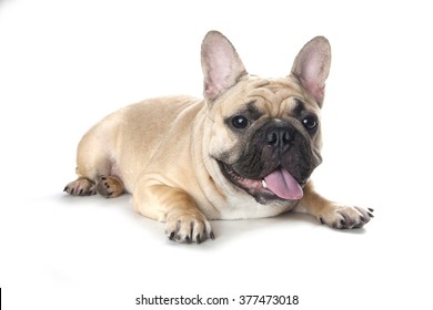 Cream French Bulldog Images Stock Photos Vectors Shutterstock