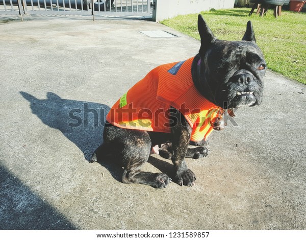 french bulldog orange