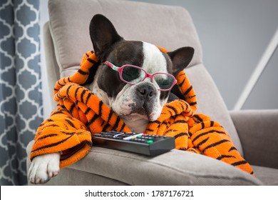 French bulldog in orange tiger bathrobe sleep at  tv on the arm chair with remote control