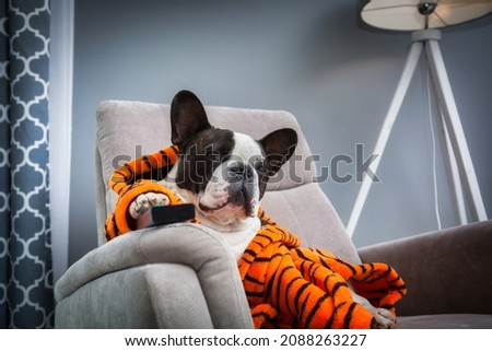 French bulldog in orange tiger bathrobe watch tv on the arm chair with remote control