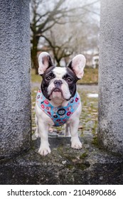 French Bulldog Out Photography Photoshop Autumn