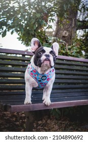 French Bulldog Out Photography Photoshop Autumn