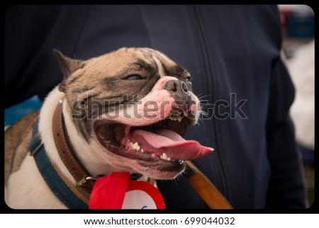 Two dogs poking their heads out the window of a car.