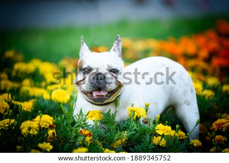 French bulldog in the park. This dog like flowers and to posing for the photo surrounded by flowers with different colors