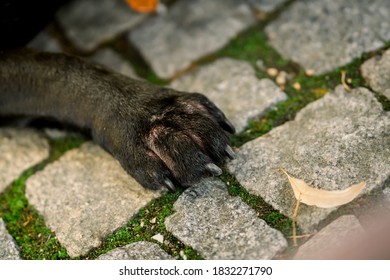 French Bulldog Paw That Reaches For A Leaf