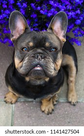 are french bulldogs pedigree