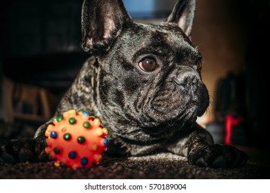 French Bulldog Playing With A Ball