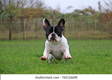 French Bulldog Is Playing In The Garden