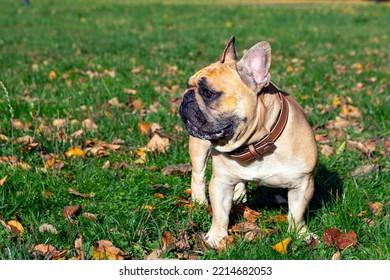 
French Bulldog Playing On A Green Field