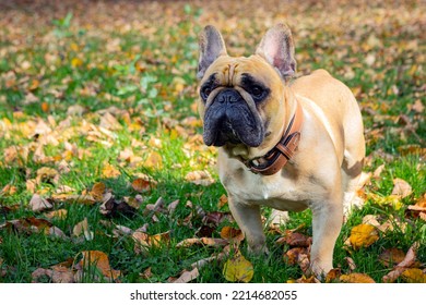 
French Bulldog Playing On A Green Field