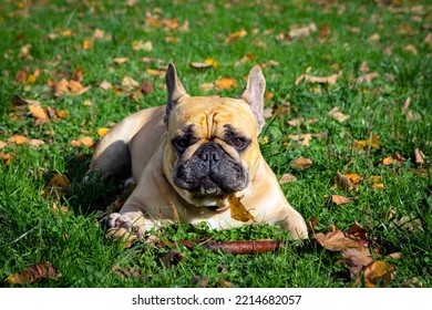 
French Bulldog Playing On A Green Field