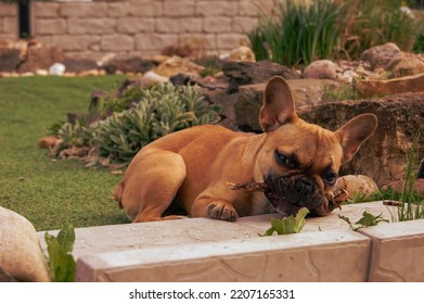 French Bulldog Playing With A Stick